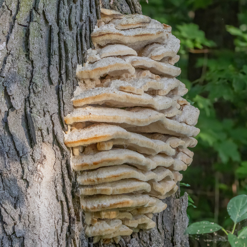 Northern Tooth · September 2026 · photo: Photo: (c) Dan Vickers, some rights reserved (CC BY) · iNaturalist