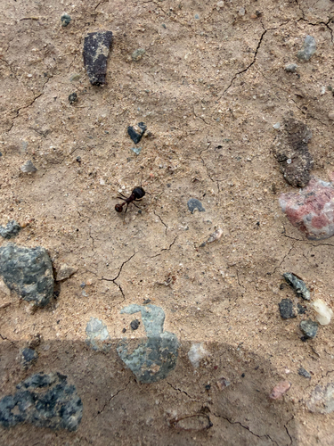 Rough Harvester Ant