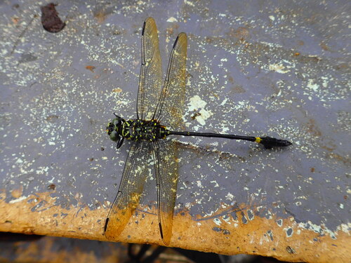 Western Tigertail