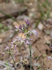 Allium campanulatum