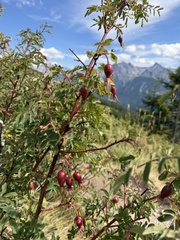 Rosa pendulina