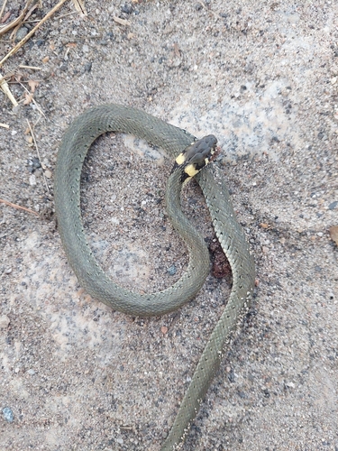 grass snake