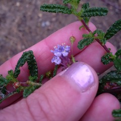 Ceanothus papillosus