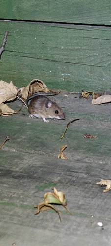Yellow-necked Field Mouse