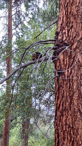Douglas's Squirrel observed by lordoflys