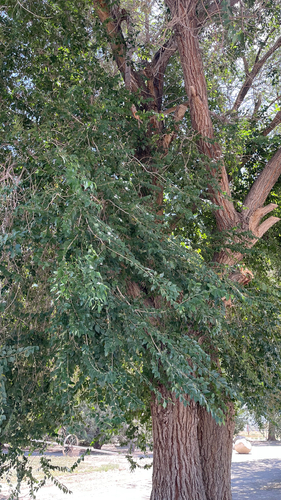 Siberian elm