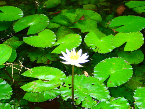 Egyptian white water-lily