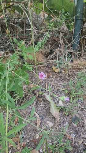 Hemp-leaved Mallow
