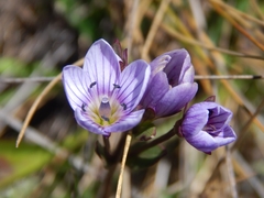 Gentianella corymbosa