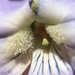 Viola cucullata - Photo (c) Rob Curtis, μερικά δικαιώματα διατηρούνται (CC BY-NC-SA)