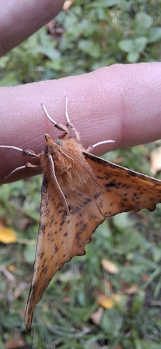 Maple Spanworm Moth