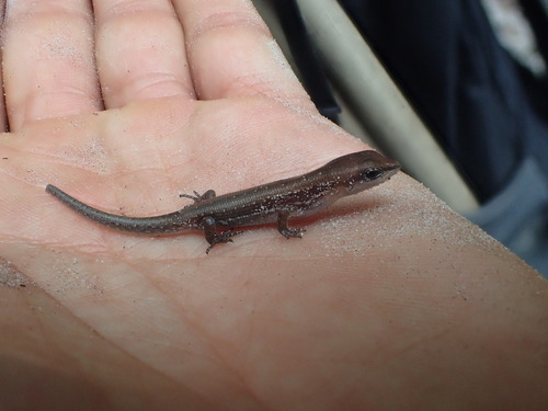 Peters' Lidless Skink