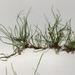 Pilularia americana - Photo (c) theo_witsell, algunos derechos reservados (CC BY-NC), subido por theo_witsell