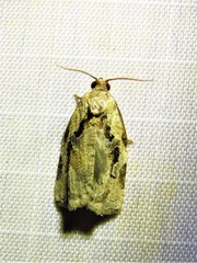 Archips grisea
