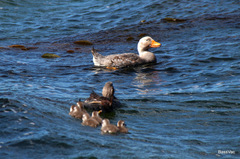 Tachyeres brachypterus