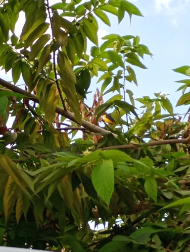 Violaceous Euphonia