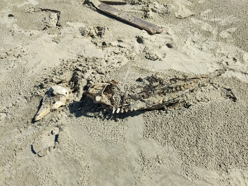 Gewöhnlicher Schweinswal observed by carnifex