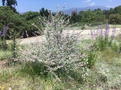 Malacothamnus jonesii