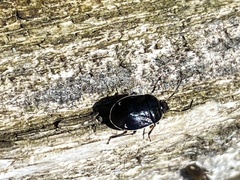 Sehirus cinctus albonotatus