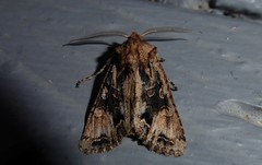 Ichneutica skelloni