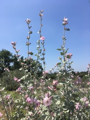 Malacothamnus jonesii