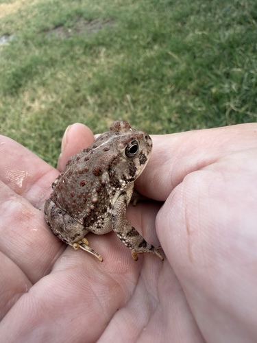 Woodhouse's Toad observed by curtibob