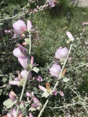Malacothamnus jonesii