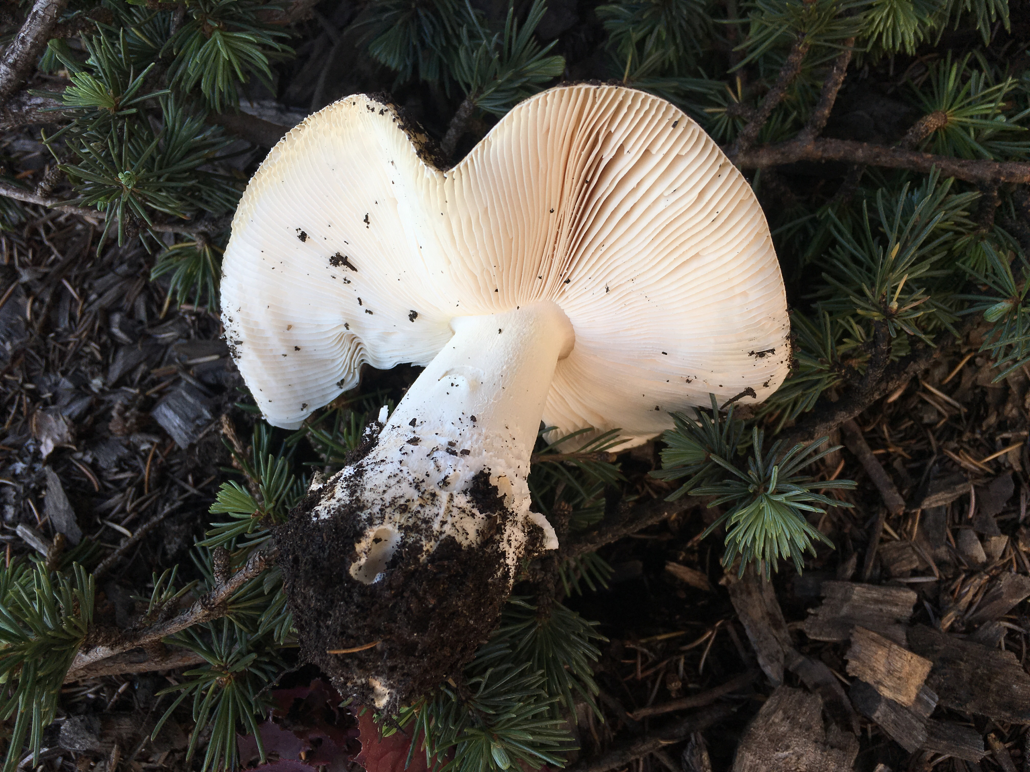 Amanita gemmata image