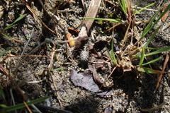Opisthius richardsoni