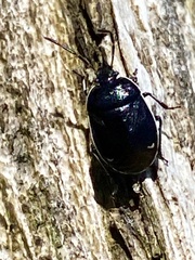 Sehirus cinctus albonotatus