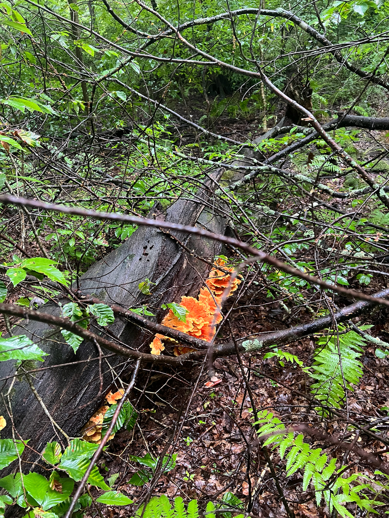 chicken of the woods · September 2026 · photo: Photo: (c) Deana Tempest Thomas, some rights reserved (CC BY) · iNaturalist