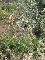 Malacothamnus jonesii