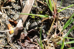 Opisthius richardsoni
