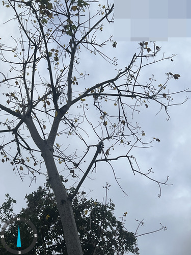 Cochlospermum vitifolium, photograph 6