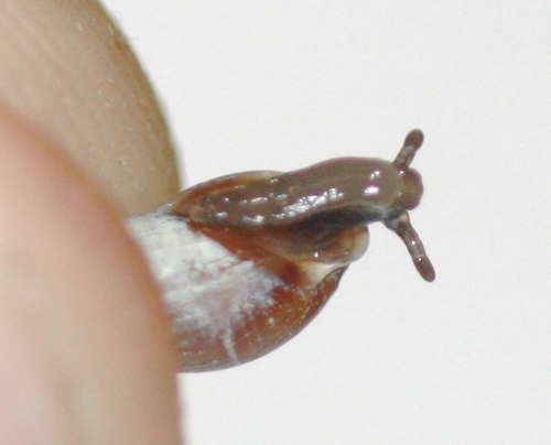 Myosotella myosotis