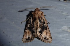 Ichneutica skelloni