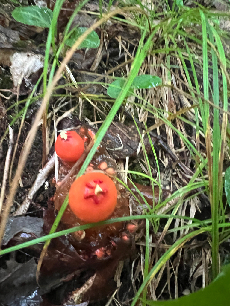 stalked puffball-in-aspic · September 2026 · photo: Photo: (c) Deana Tempest Thomas, some rights reserved (CC BY) · iNaturalist