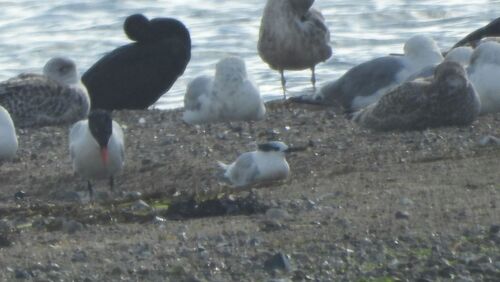 Sandwich Tern
