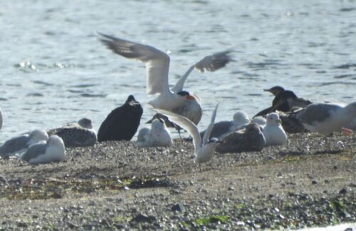 Caspian Tern