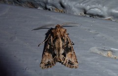 Ichneutica skelloni