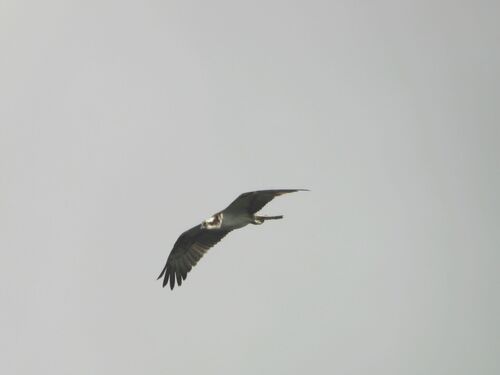 Osprey