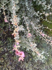 Malacothamnus jonesii