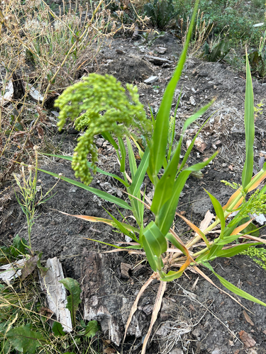 Proso Millet