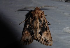Ichneutica skelloni