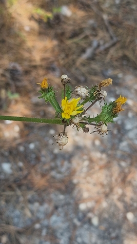 Hawkweed Oxtongue