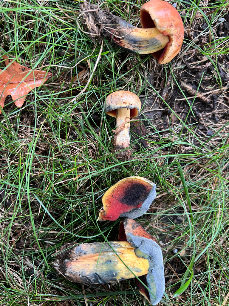 Red-mouth Bolete · September 2026 · photo: Photo: (c) Deana Tempest Thomas, some rights reserved (CC BY) · iNaturalist