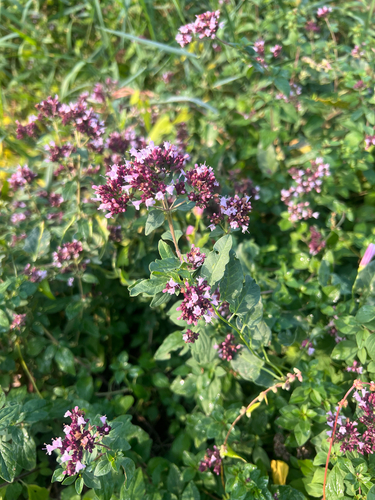 Oregano