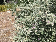 Malacothamnus arcuatus