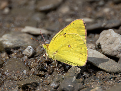 Orange Sulphur