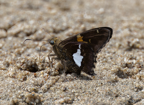 Silver-spotted Skipper
